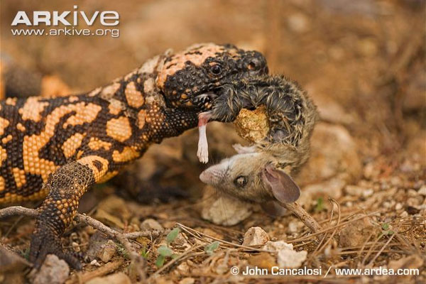 Picture 6 of Monstrous giant reptile monster with harmful venom