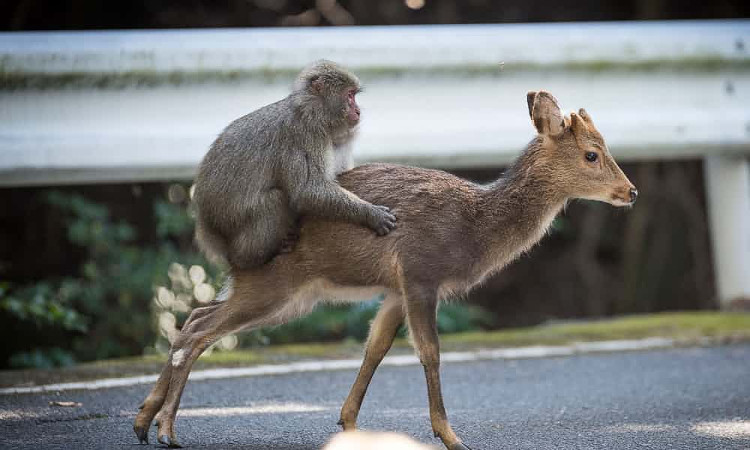 Picture 1 of 'Monstrous' in nature: Japanese monkeys do 'that' with ... deer