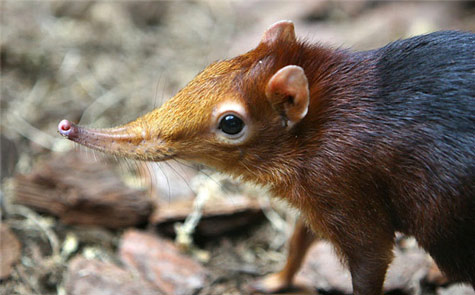 Picture 10 of Monstrous nose