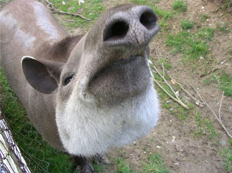 Picture 11 of Monstrous nose