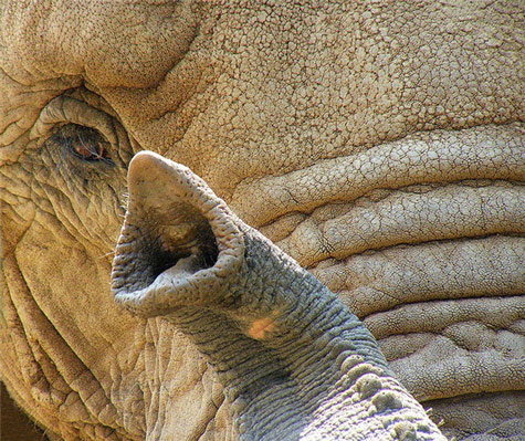 Picture 6 of Monstrous nose