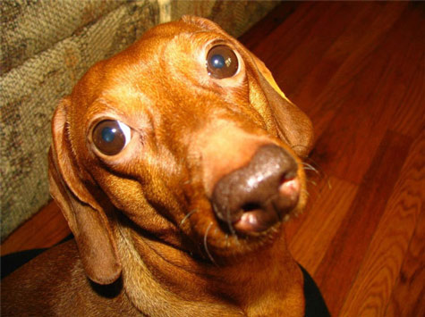 Picture 9 of Monstrous nose