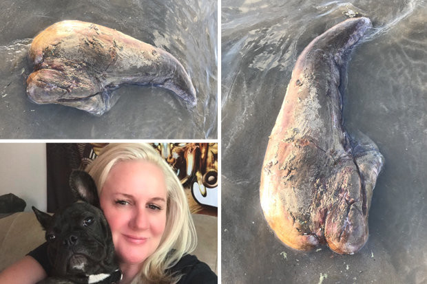Picture 1 of Monstrous, unseen monster, whose feet drifted off the coast of Australia