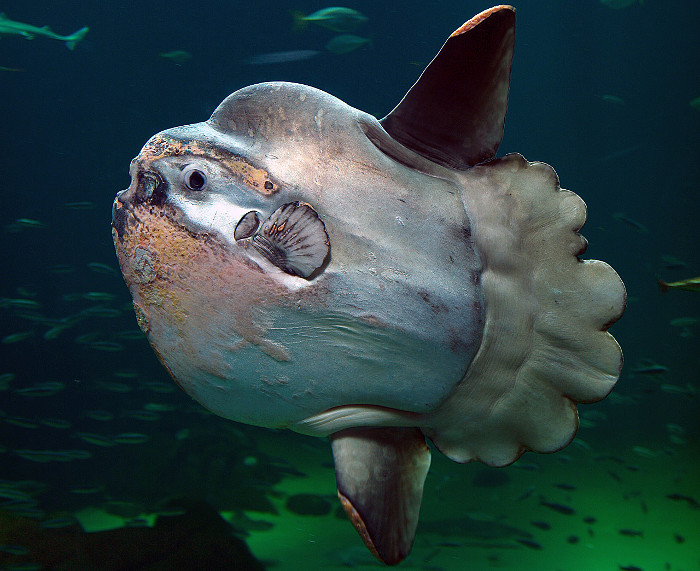 Picture 1 of Moon fish - Rare and precious fish in Vietnam Red Book