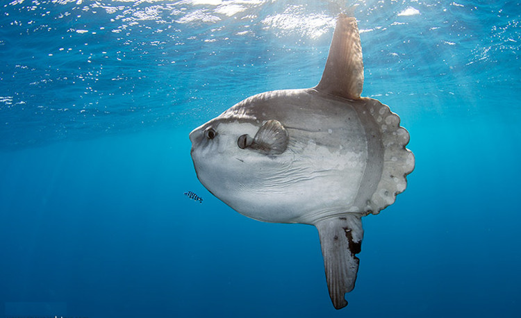 Picture 3 of Moon fish - Rare and precious fish in Vietnam Red Book