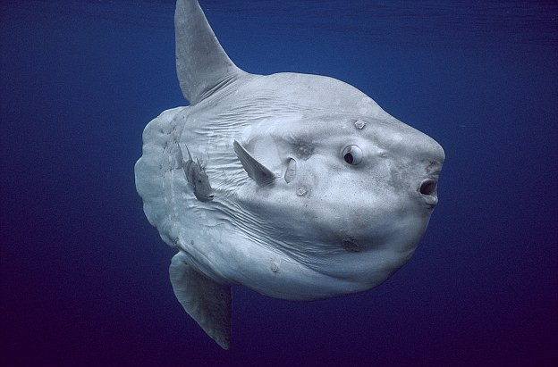 Picture 4 of Moon fish - Rare and precious fish in Vietnam Red Book