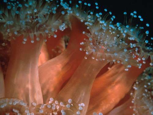 Picture 1 of Moonlight triggers sex in corals