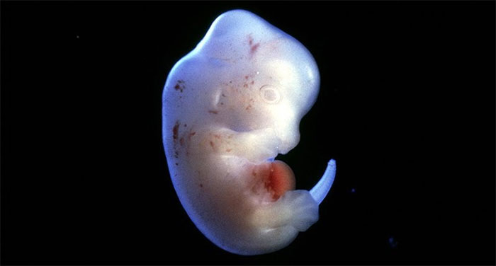 Picture 1 of Moral controversy when Japan allowed the creation of human embryos and mice