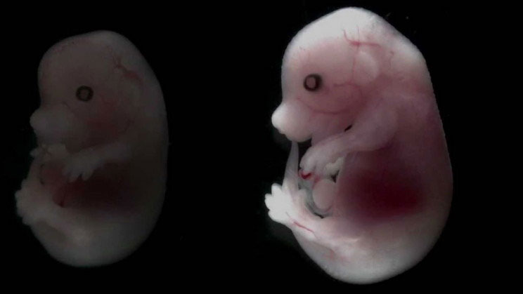 Picture 2 of Moral controversy when Japan allowed the creation of human embryos and mice