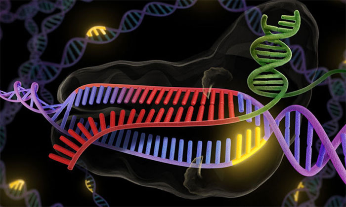 Picture 3 of Moral controversy when Japan allowed the creation of human embryos and mice