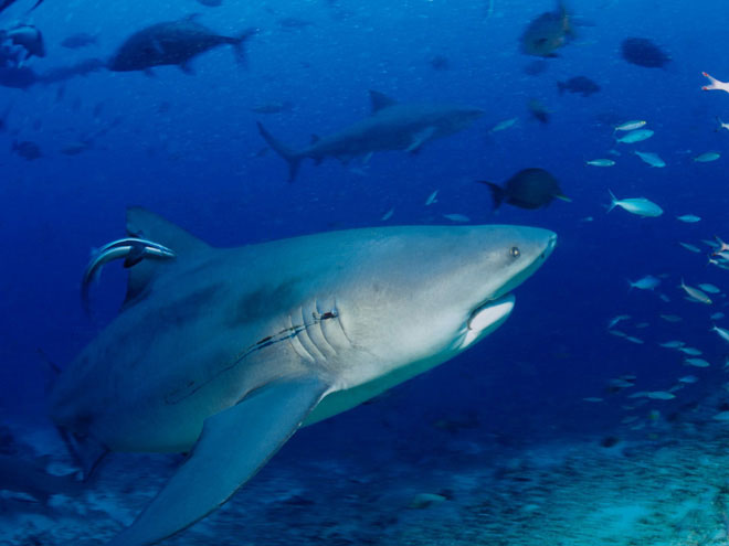 Picture 3 of More and more people are attacked by sharks and this is the real reason behind