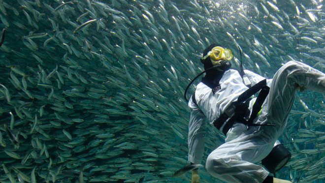 Picture 4 of More and more people are attacked by sharks and this is the real reason behind