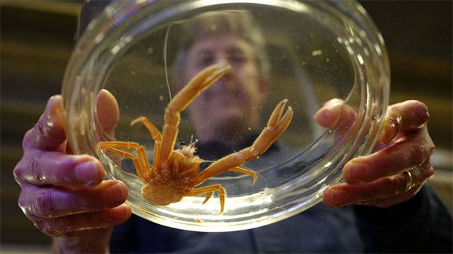 Picture 3 of More and more 'strange creatures' landed - this trend is more dangerous than you think