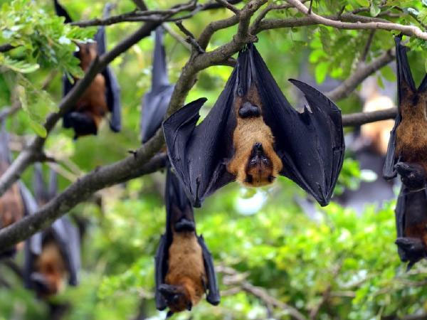 Picture 3 of More and more viruses are dying around the world, and the reason is not pleasant at all