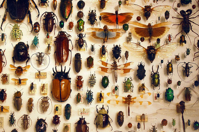 Picture 1 of More than 1 million species of insects on Earth but this is the reason they are