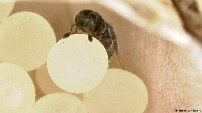 Picture 2 of More than 1 million species of insects on Earth but this is the reason they are