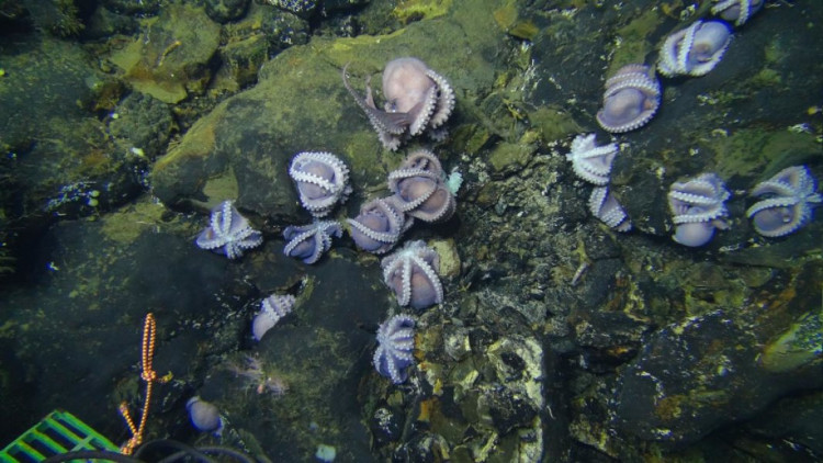 Picture 1 of More than 100 mother octopus hatched eggs in the deep sea