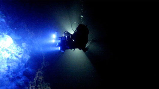 Picture 4 of More than 180 species of fish are glowing enchanting in the sea