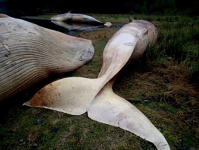 Picture 1 of More than 300 dead whales in Chile's coast