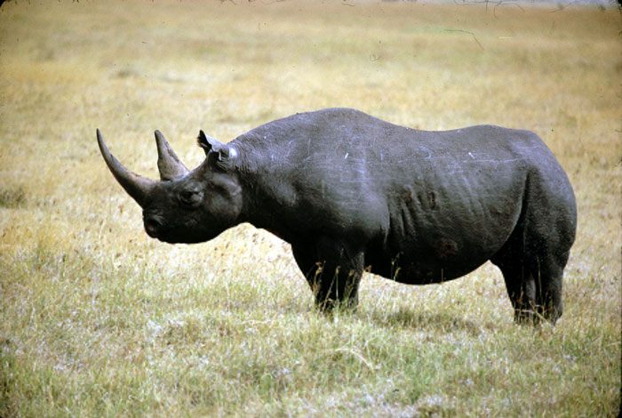 Picture 1 of More than 400 individual rhinos were killed