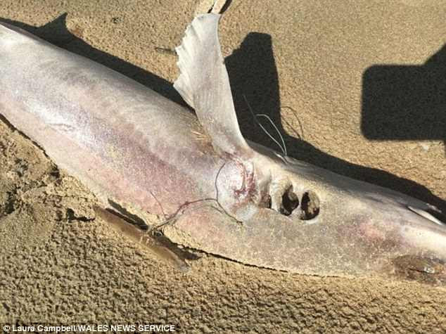 Picture 1 of More than 50 mysterious dead sharks, drifting to the English coast for 1 day