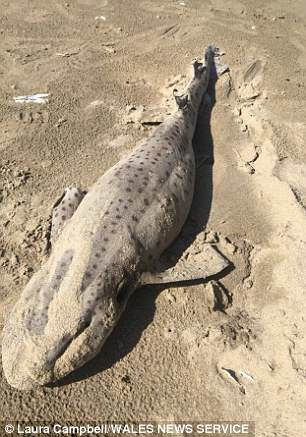 Picture 2 of More than 50 mysterious dead sharks, drifting to the English coast for 1 day