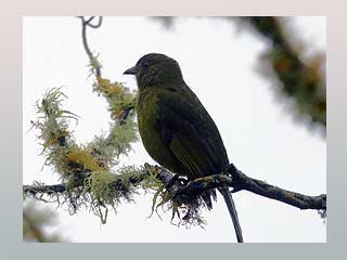 Picture 2 of More than 500 species of birds in the world are extinct