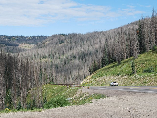 Picture 1 of More than 800 million trees in the US
