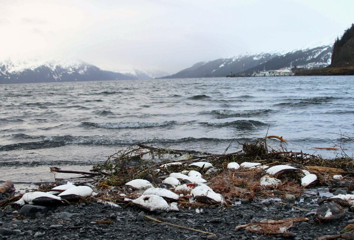 Picture 1 of More than 8,000 unusually dead seabirds along Alaska's beaches