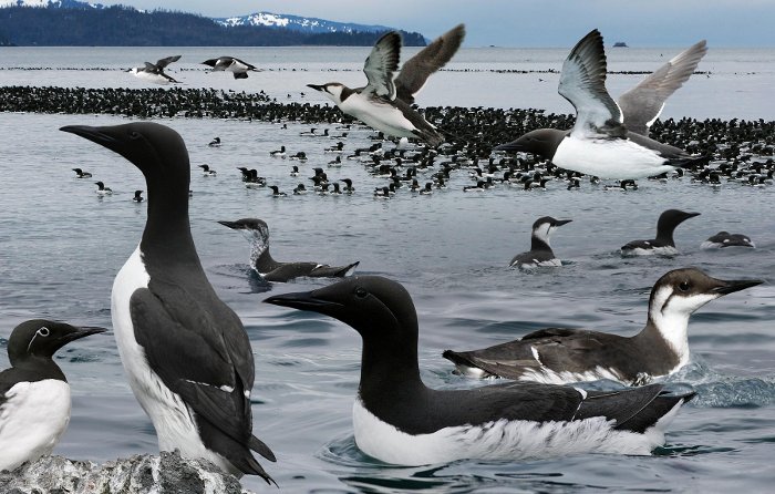 Picture 2 of More than 8,000 unusually dead seabirds along Alaska's beaches