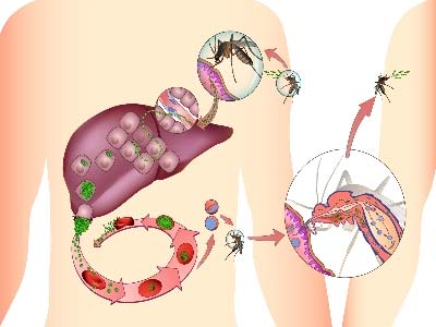 Picture 1 of Mosquito gene map has been completed