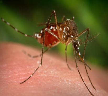 Picture 1 of Mosquito repellent will no longer smell unpleasant