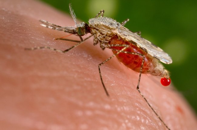 Picture 1 of Mosquito-changing mosquitoes