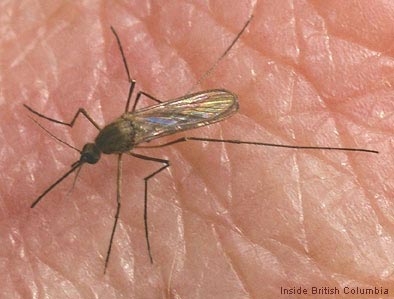 Picture 1 of Mosquitoes differentiate their species with a cry