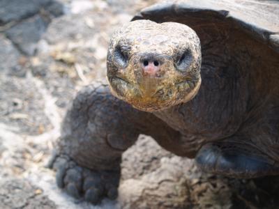 Picture 1 of Mosquitoes evolved to threaten wildlife on Galapagos Island