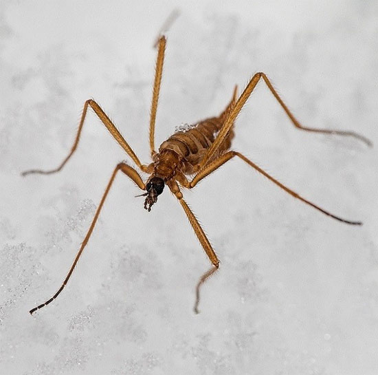 Picture 1 of Mosquitoes 'horror' do not crave human blood