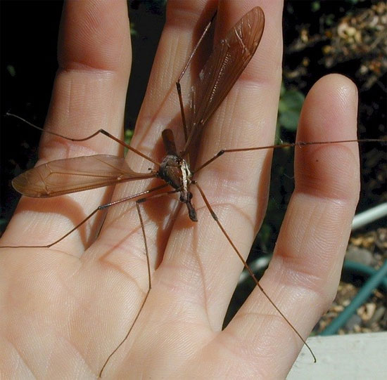 Picture 2 of Mosquitoes 'horror' do not crave human blood