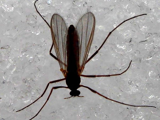 Picture 3 of Mosquitoes 'horror' do not crave human blood