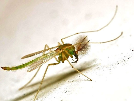 Picture 4 of Mosquitoes 'horror' do not crave human blood