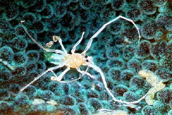 Picture 6 of Mosquitoes 'horror' do not crave human blood