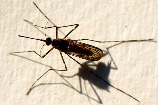 Picture 7 of Mosquitoes 'horror' do not crave human blood