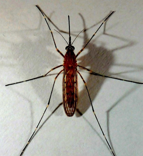 Picture 8 of Mosquitoes 'horror' do not crave human blood