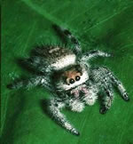 Picture 1 of Mosquitoes provide blood to spiders