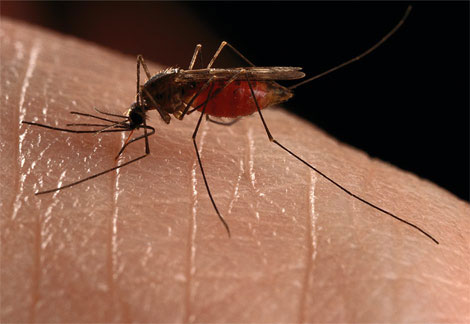 Picture 1 of Mosquitoes use genes to