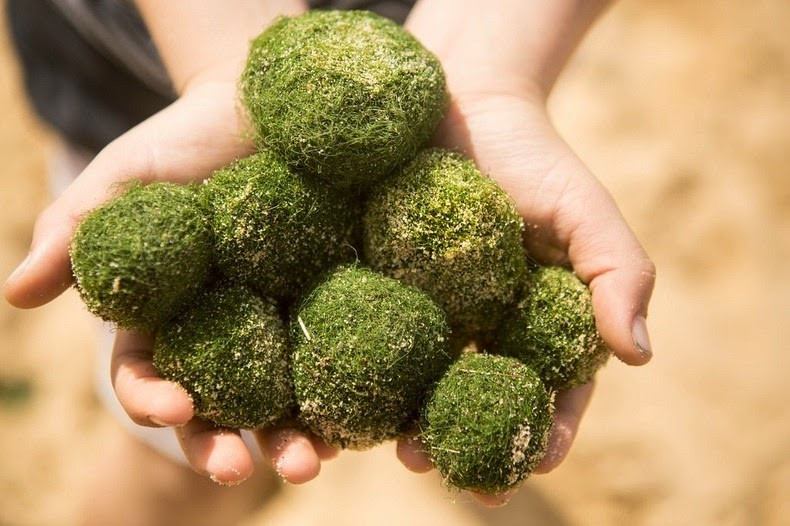 Picture 10 of Moss ball - the natural treasure of Japanese people
