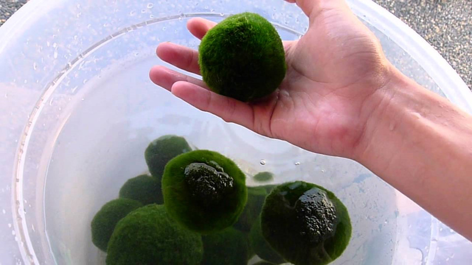 Picture 6 of Moss ball - the natural treasure of Japanese people