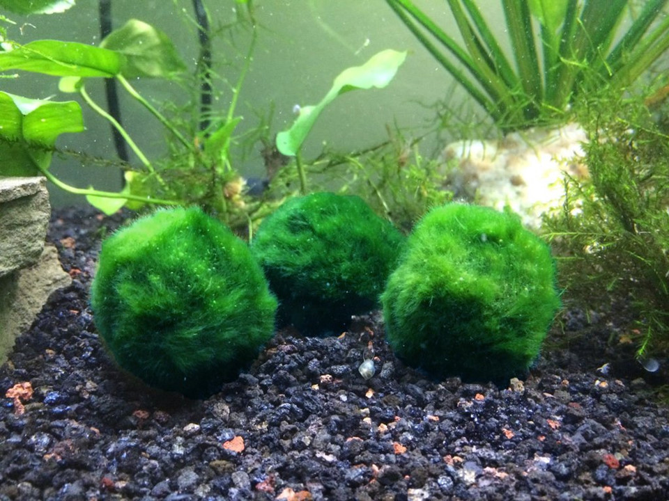 Picture 7 of Moss ball - the natural treasure of Japanese people