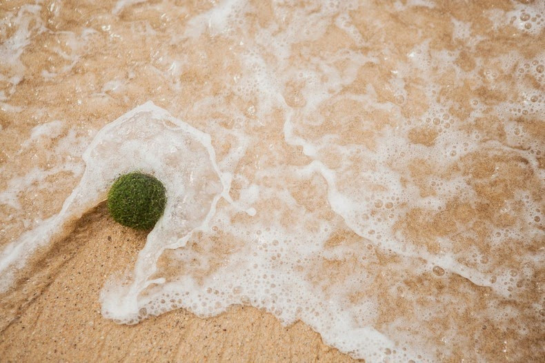 Picture 8 of Moss ball - the natural treasure of Japanese people