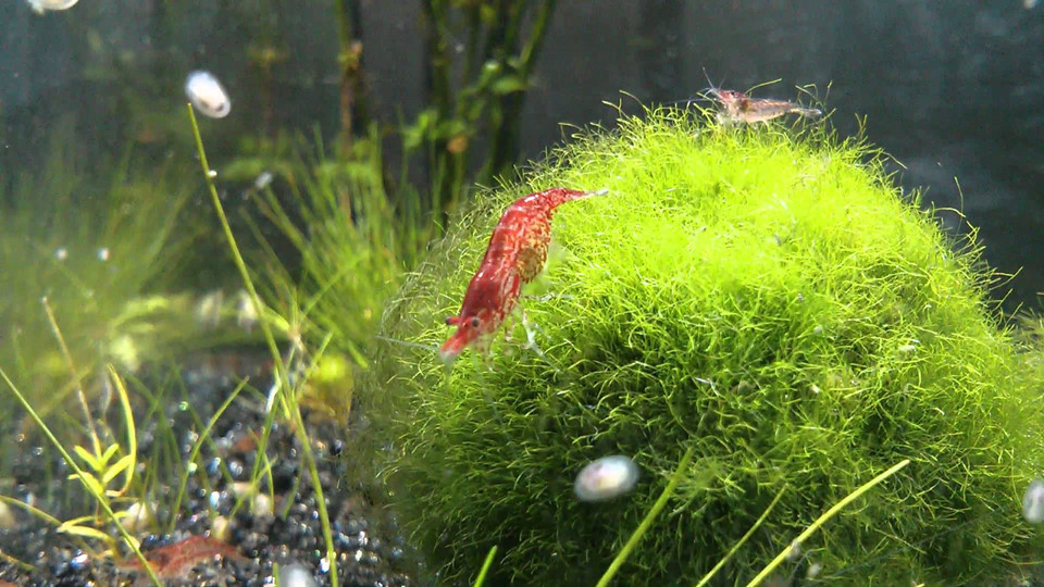 Picture 9 of Moss ball - the natural treasure of Japanese people