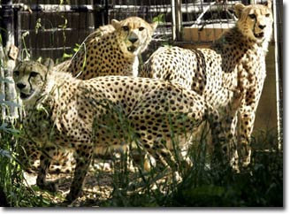 Picture 1 of Most pets are killed when returned to the wild